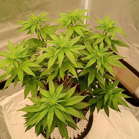 Jelly Cake  growlog timeline photo