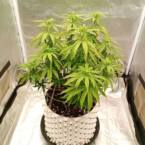 Pineapple Kush growlog timeline photo