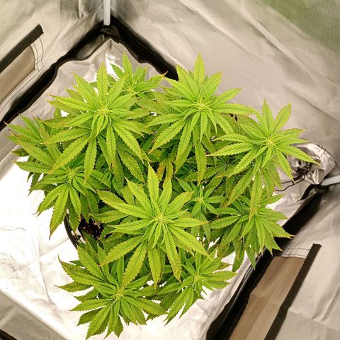 Pineapple Kush growlog timeline photo