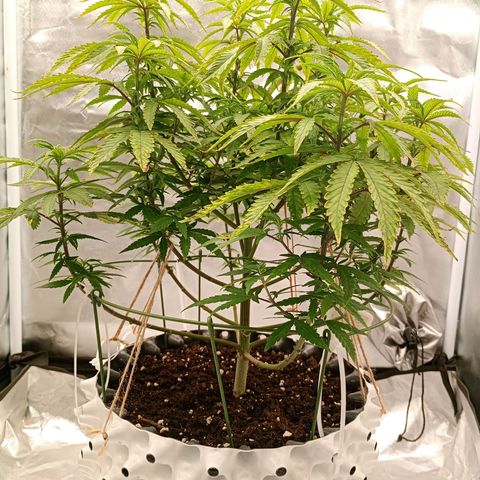 Pineapple Kush growlog timeline photo