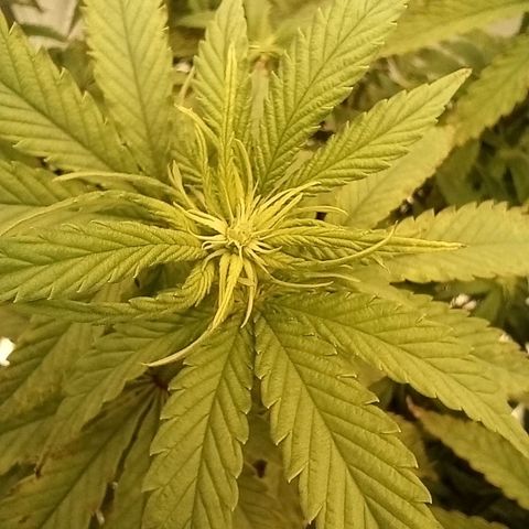 Pineapple Kush growlog timeline photo