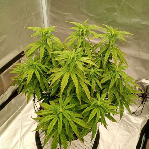 Pineapple Kush growlog timeline photo