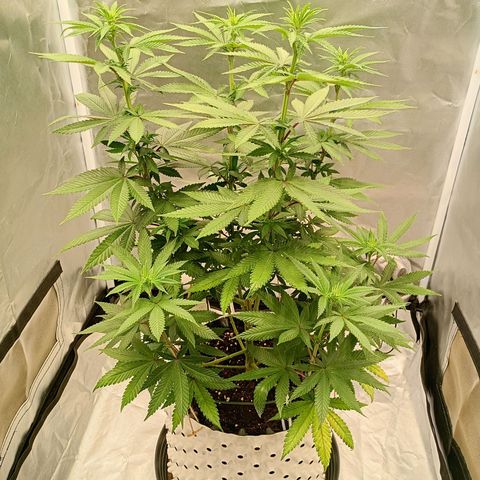 Growlog-Zeitleistenfoto von Enemyâ€™s Dream