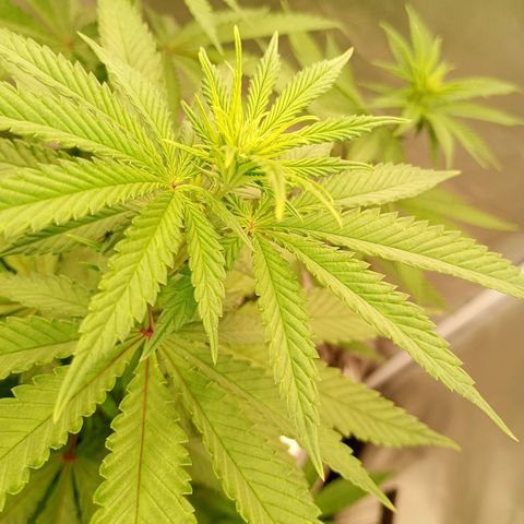 Growlog-Zeitleistenfoto von Enemyâ€™s Dream