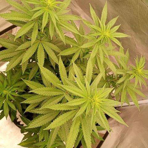 Growlog-Zeitleistenfoto von Enemyâ€™s Dream