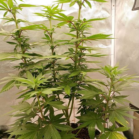 Growlog-Zeitleistenfoto von Enemyâ€™s Dream