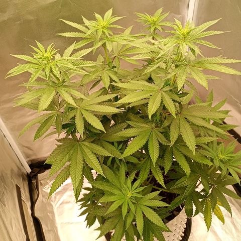 Growlog-Zeitleistenfoto von Enemyâ€™s Dream