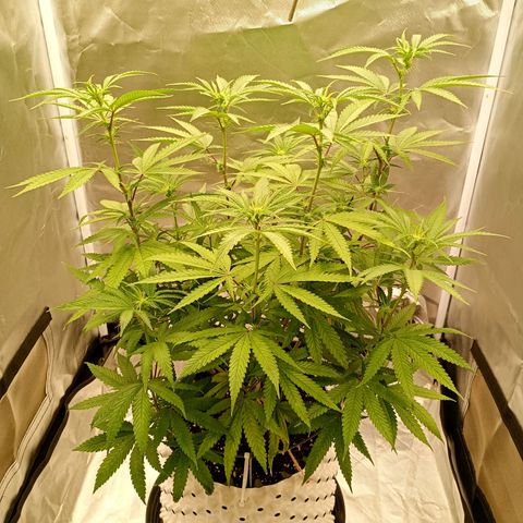 Foto de la cronología del growlog de Runtz x Layer Cake