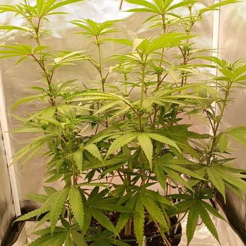 Foto de la cronología del growlog de Runtz x Layer Cake