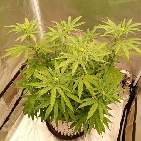 Foto de la cronología del growlog de Runtz x Layer Cake