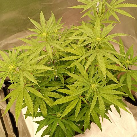 Foto de la cronología del growlog de Runtz x Layer Cake