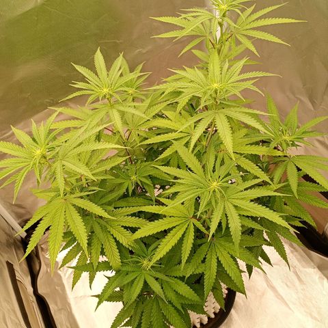 Foto de la cronología del growlog de Runtz x Layer Cake