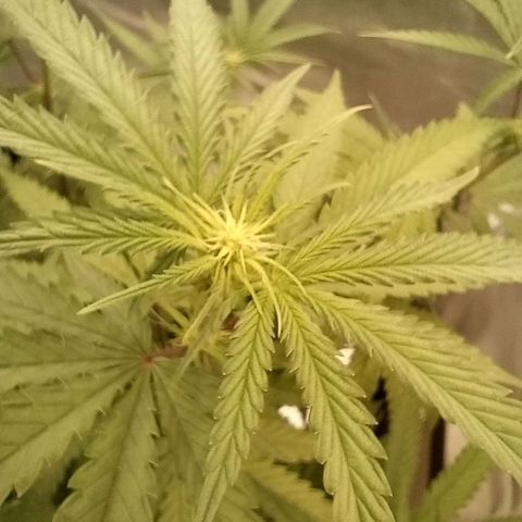 Foto de la cronología del growlog de Runtz x Layer Cake