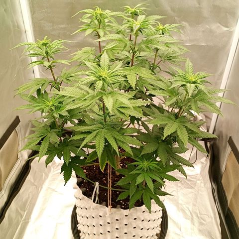 Jelly Cake  growlog timeline photo