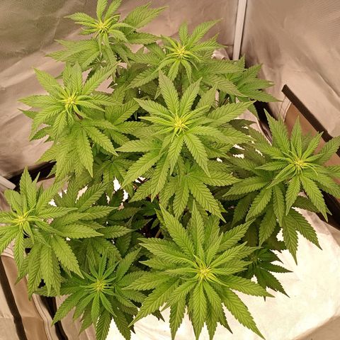 Jelly Cake  growlog timeline photo