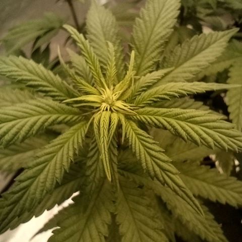Jelly Cake  growlog timeline photo