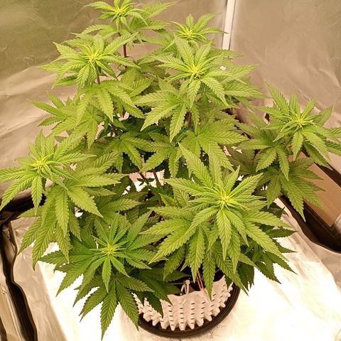 Jelly Cake  growlog timeline photo
