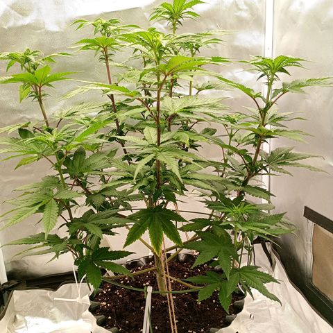 Jelly Cake  growlog timeline photo