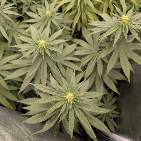 Growlog-Zeitleistenfoto von Enemyâ€™s Dream