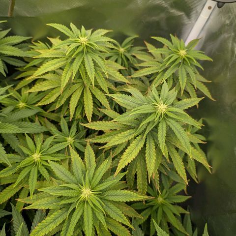 Pineapple Kush growlog timeline photo
