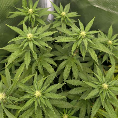 Jelly Cake  growlog timeline photo