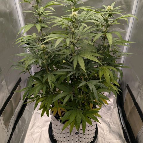 Runtz x Layer Cake growlog timeline photo