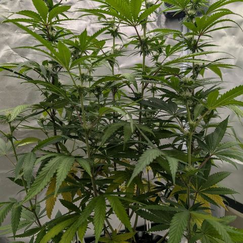 Runtz x Layer Cake growlog timeline photo