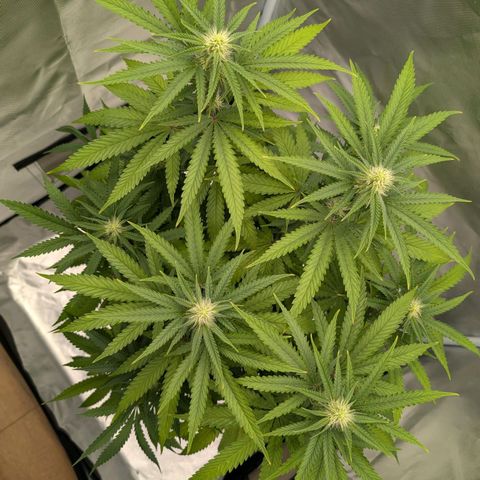 Runtz x Layer Cake growlog timeline photo