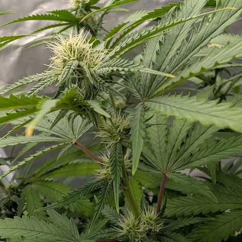 Runtz x Layer Cake growlog timeline photo