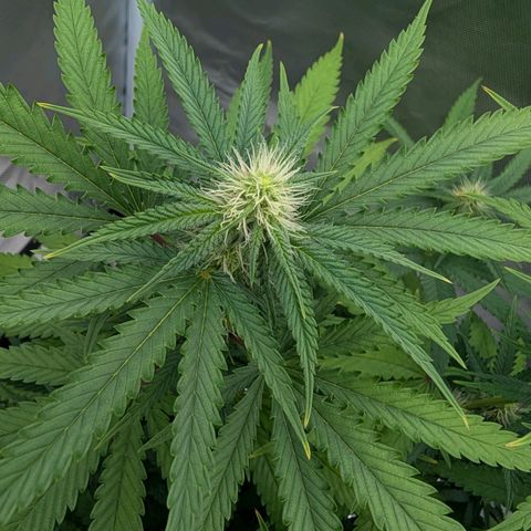 Runtz x Layer Cake growlog timeline photo