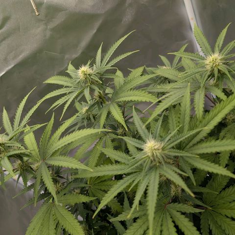 Runtz x Layer Cake growlog timeline photo
