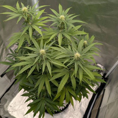 Runtz x Layer Cake growlog timeline photo