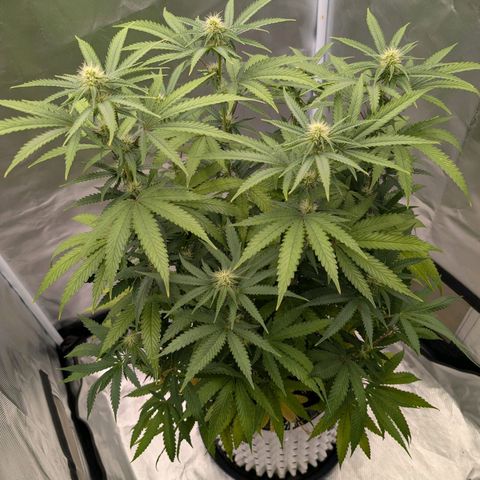 Runtz x Layer Cake growlog timeline photo
