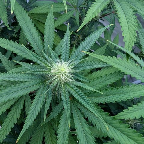 Runtz x Layer Cake growlog timeline photo
