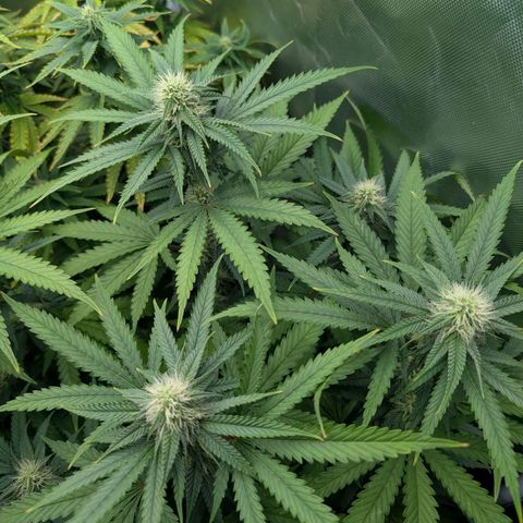 Runtz x Layer Cake growlog timeline photo