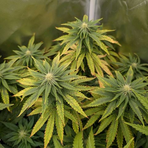 Pineapple Kush growlog timeline photo