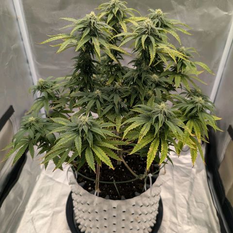 Pineapple Kush growlog timeline photo