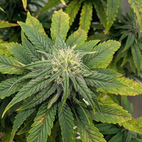 Pineapple Kush growlog timeline photo