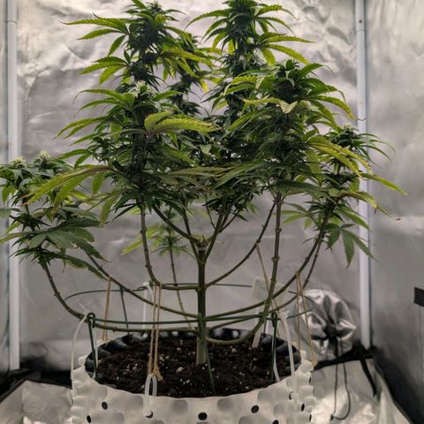 Pineapple Kush growlog timeline photo