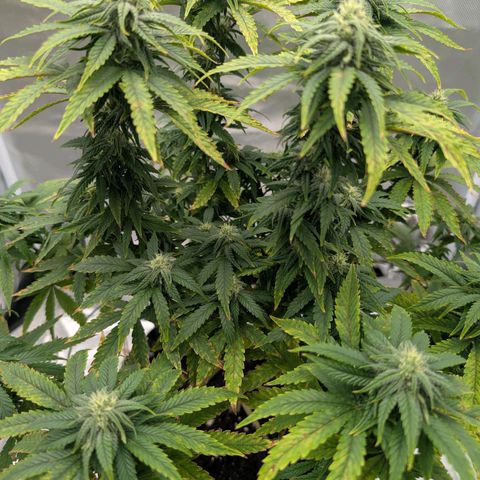 Pineapple Kush growlog timeline photo