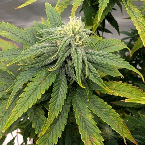 Pineapple Kush growlog timeline photo