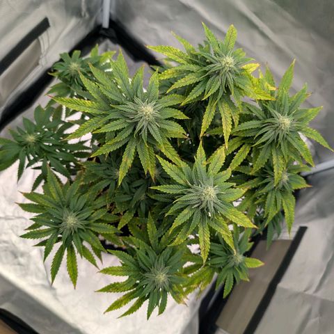 Pineapple Kush growlog timeline photo