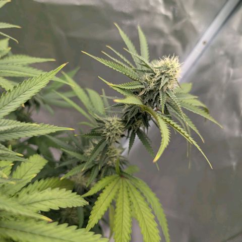 Runtz x Layer Cake growlog timeline photo