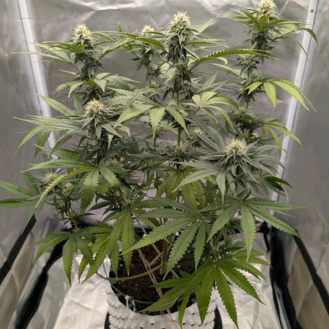 Runtz x Layer Cake growlog timeline photo