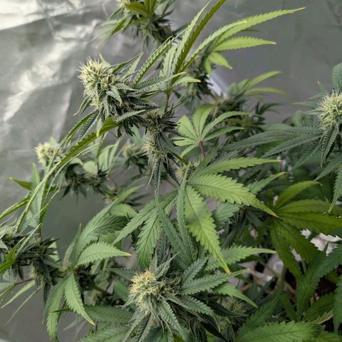 Runtz x Layer Cake growlog timeline photo