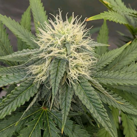 Runtz x Layer Cake growlog timeline photo