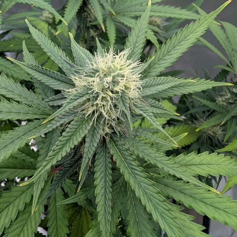 Runtz x Layer Cake growlog timeline photo