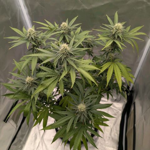 Runtz x Layer Cake growlog timeline photo