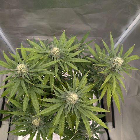 Runtz x Layer Cake growlog timeline photo