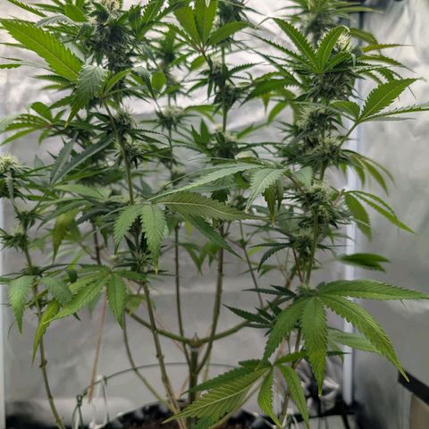 Runtz x Layer Cake growlog timeline photo
